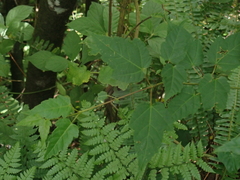 Acer caudatifolium