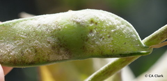 Erysiphe pisi