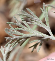 Erysiphe eschscholziae