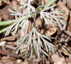 Erysiphe eschscholziae