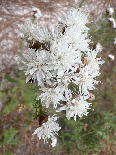 Image of Dalea pinnata by no rights reserved