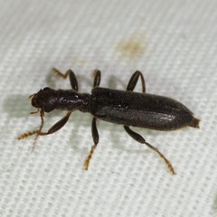 Cymatodera