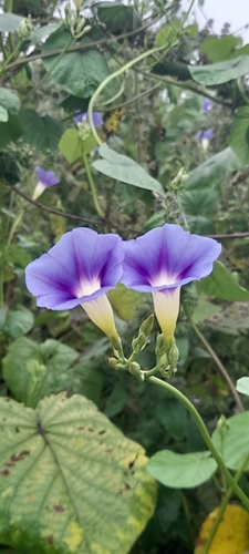 Image of Ipomoea parasitica by no rights reserved