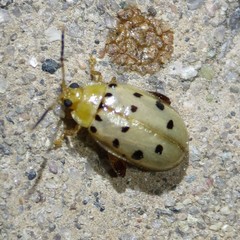 Walterianella durangoensis