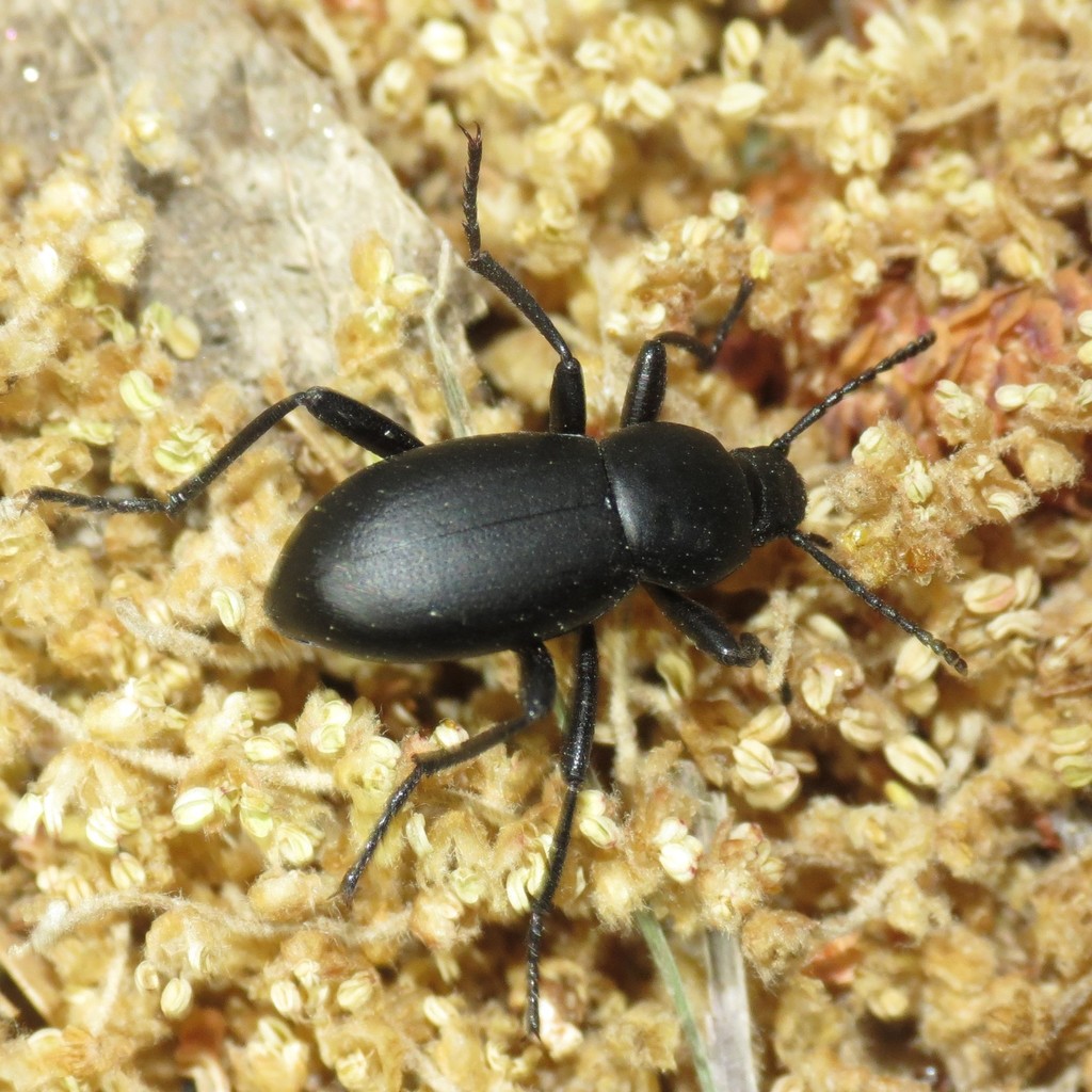 Litheleodes