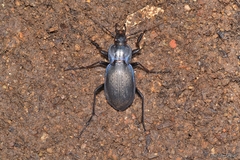 Carabus amplipennis