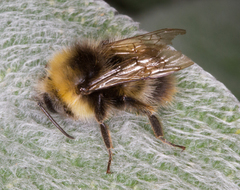 Bombus pratorum
