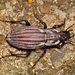 Carabus melancholicus - Photo (c) Suso Tizón, some rights reserved (CC BY-NC-SA)