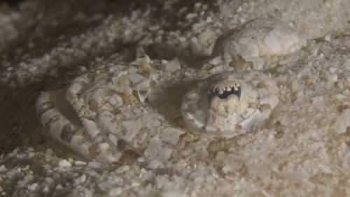 Flatheads (Sunagocia otaitensis) — Platycephalidae — 4