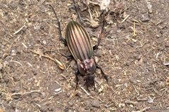 Carabus melancholicus