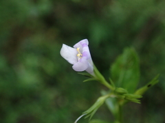 Bonnaya ruelloides