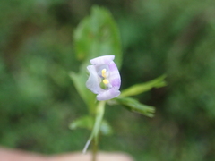 Bonnaya ruelloides