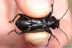 Calosoma maderae