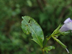 Bonnaya ruelloides