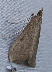 Saucrobotys futilalis