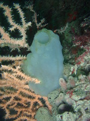 Phallusia mammillata