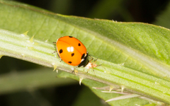 Coccinella septempunctata