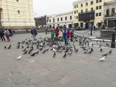 Columba livia domestica