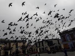Columba livia domestica