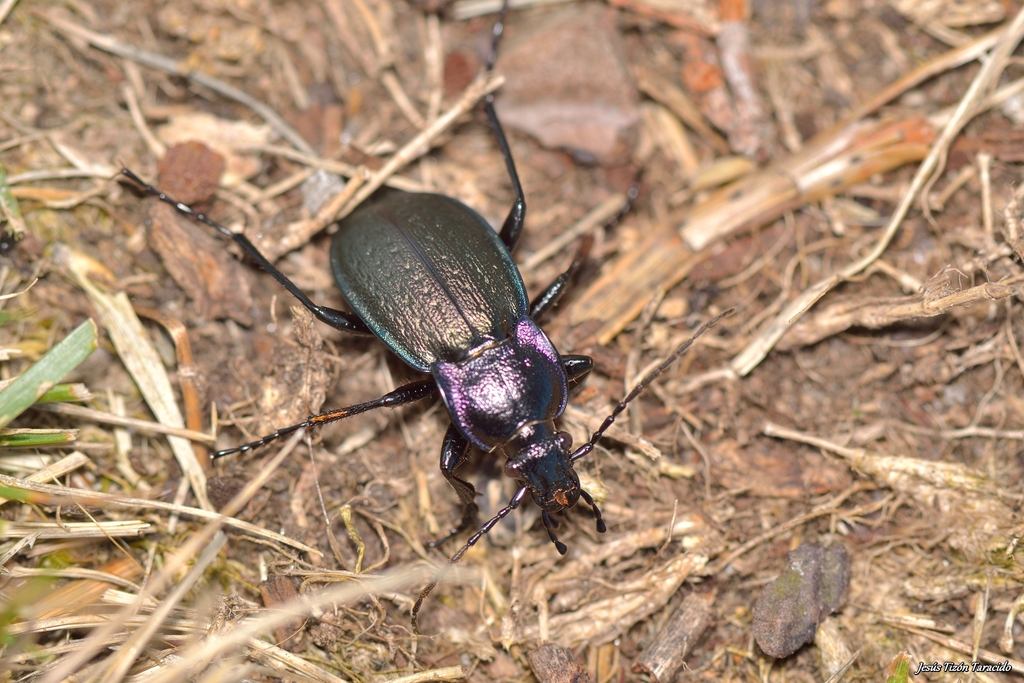Carabus steuartii