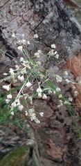Gypsophila
