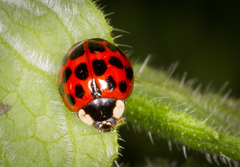 Harmonia axyridis