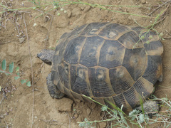 Testudo graeca ibera