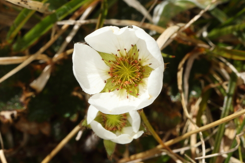 Image of Geum uniflorum by (c) Jacob Littlejohn, some rights reserved (CC BY-SA)