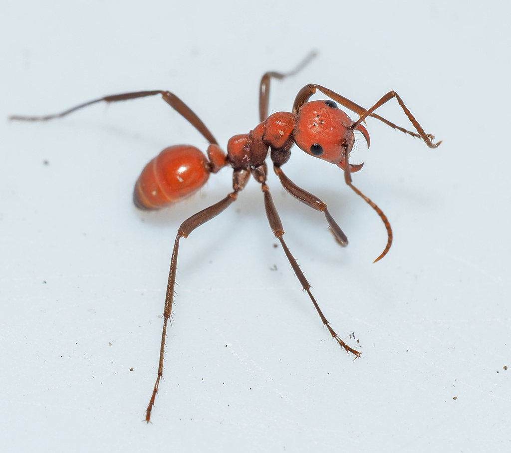 Ruby Amazon Ant