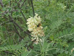 Sophora alopecuroides