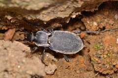 Carabus amplipennis