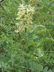 Sophora alopecuroides