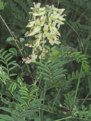 Sophora alopecuroides