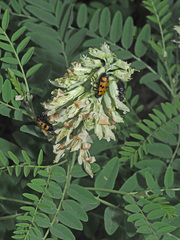 Sophora alopecuroides