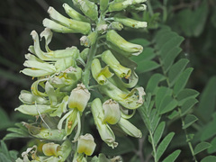 Sophora alopecuroides