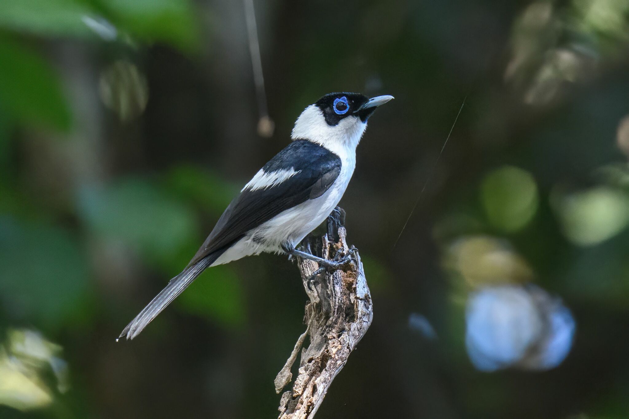 Frill-necked Monarch (Arses lorealis), photo 3