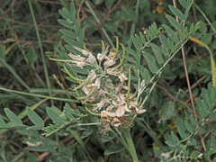 Sophora alopecuroides