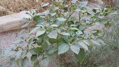 Datura innoxia