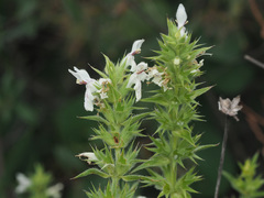 Stachys atherocalyx