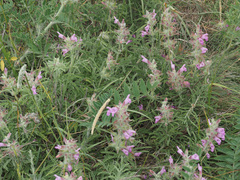 Salvia garedji