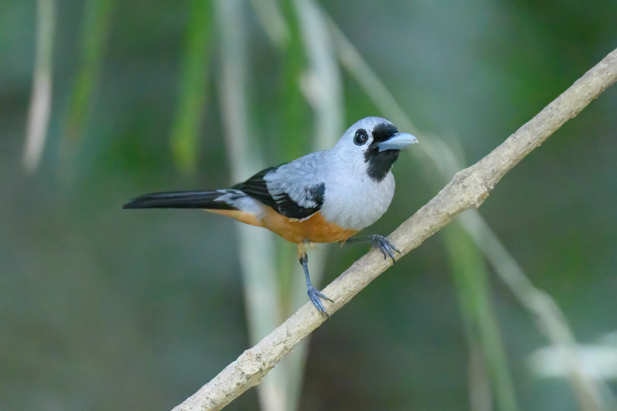 Black-winged Monarch (Monarcha frater), photo 2