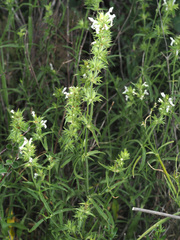 Stachys atherocalyx
