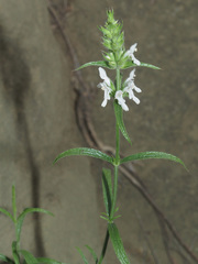 Stachys atherocalyx