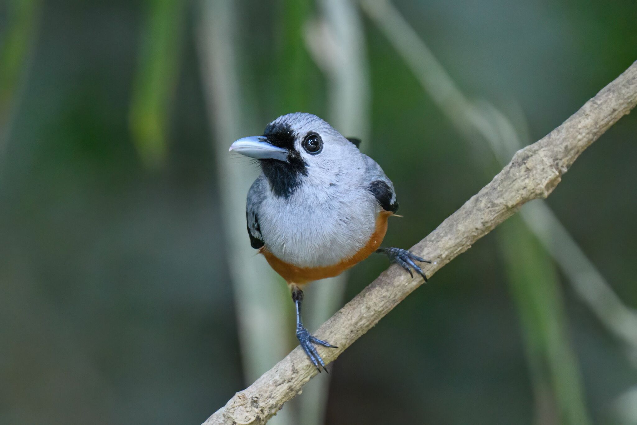 Black-winged Monarch (Monarcha frater), photo 3