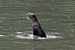 Lutrogale perspicillata