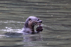 Lutrogale perspicillata