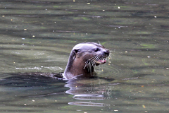 Lutrogale perspicillata