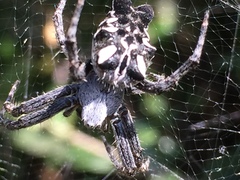 Cyrtophora citricola