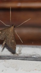 Dolicharthria punctalis