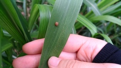 Hemisphaerius formosus